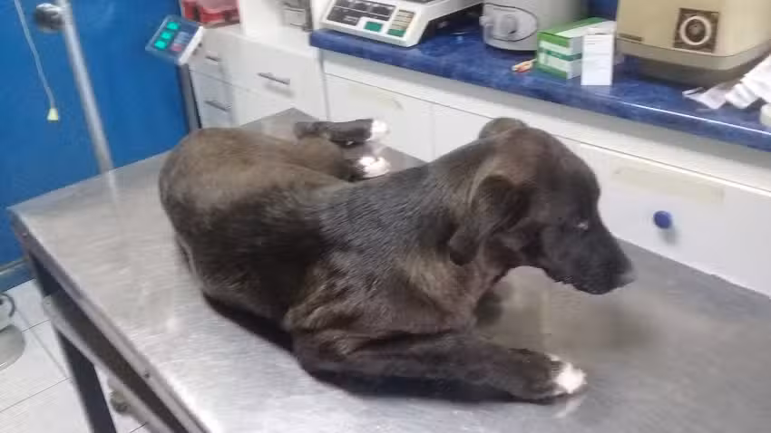 Cl&iacute;nica Veterinaria Baquedano