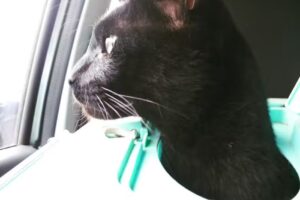 Clinica Veterinaria Blanco Y Violeta