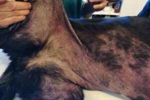 Cl&iacute;nica Veterinaria Calama