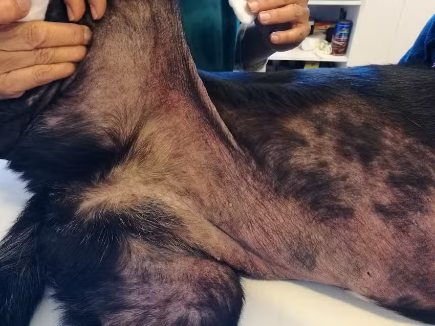 Cl&iacute;nica Veterinaria Calama