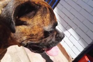 CL&Iacute;NICA VETERINARIA &ldquo;CENDOVET&rdquo;