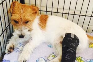 Clinica Veterinaria Cerro Grande