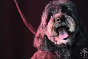 Cl&iacute;nica Veterinaria CIVET