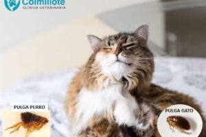 Cl&iacute;nica Veterinaria Colmillote