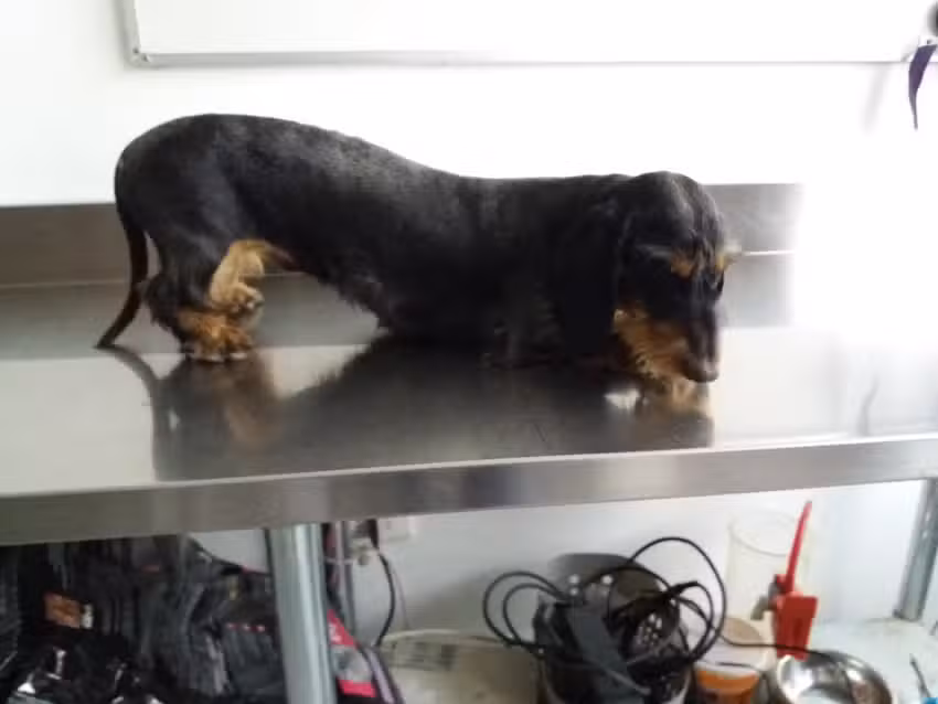 Clinica Veterinaria Cumbres