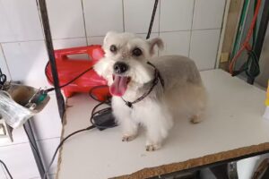 Cl&iacute;nica Veterinaria Doctor Mart&iacute;n Orme&ntilde;o Franco