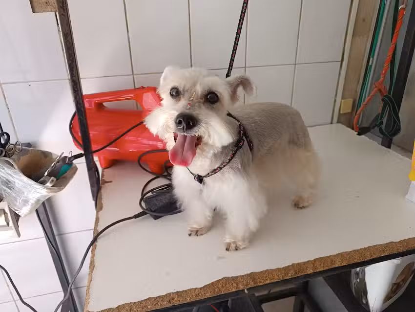 Cl&iacute;nica Veterinaria Doctor Mart&iacute;n Orme&ntilde;o Franco