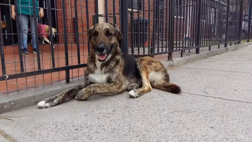 Cl&iacute;nica Veterinaria Doctor Mascota