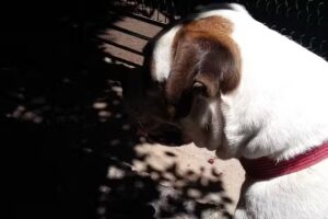 Clinica Veterinaria Doctora Muller