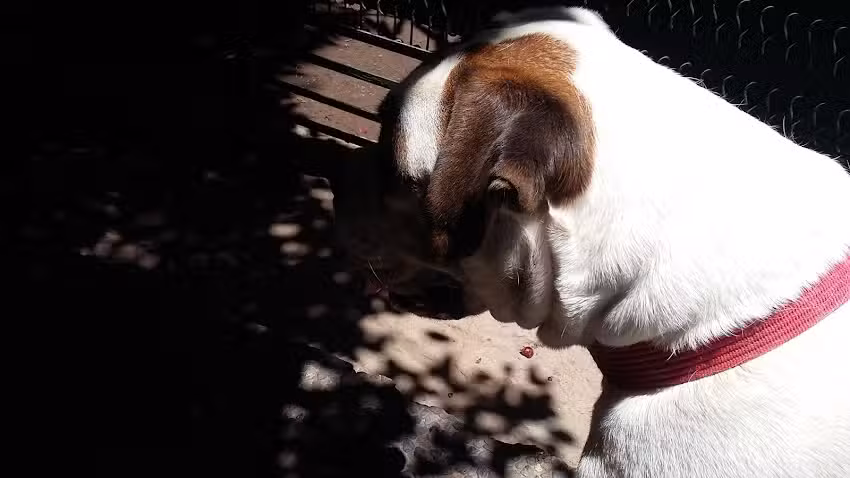 Clinica Veterinaria Doctora Muller