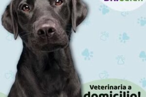 Cl&iacute;nica Veterinaria Dr. Cafati&reg;️