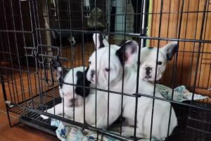 Clinica Veterinaria Dr.Jorge Castro