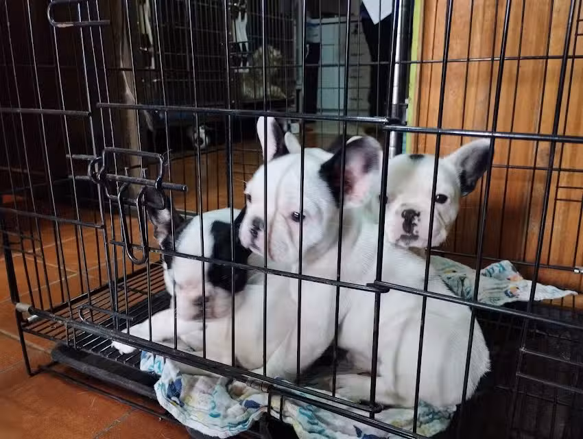 Clinica Veterinaria Dr.Jorge Castro