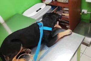 Clinica Veterinaria Dr. Nestor Altamirano Rosso Empresa Individual De Responsabi