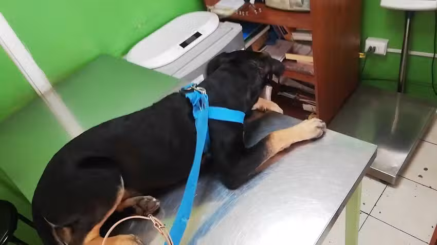 Clinica Veterinaria Dr. Nestor Altamirano Rosso Empresa Individual De Responsabi