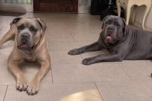 Cl&iacute;nica Veterinaria Dr. Yury