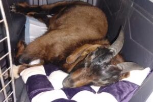 Cl&iacute;nica veterinaria Dra Carla Marilaf Rico