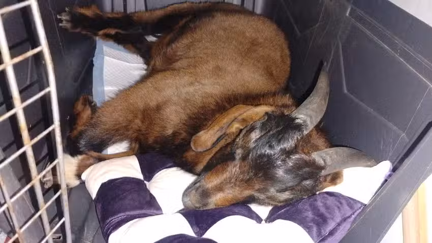 Cl&iacute;nica veterinaria Dra Carla Marilaf Rico