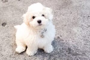 Clinica Veterinaria Dra Patricia Diaz Bustamante