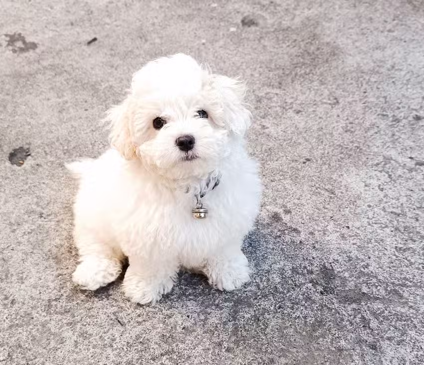 Clinica Veterinaria Dra Patricia Diaz Bustamante