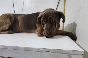 Clínica Veterinaria El Amanecer