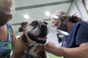 Clinica Veterinaria El Valle