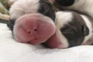 cl&iacute;nica veterinaria FER-VET