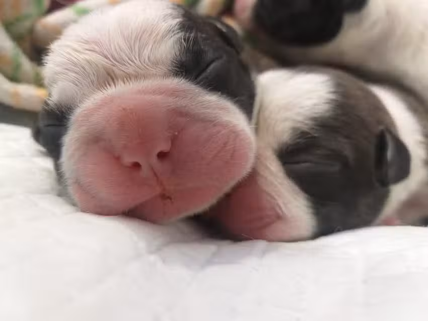 cl&iacute;nica veterinaria FER-VET