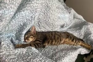 Cl&iacute;nica Veterinaria Freire Sur