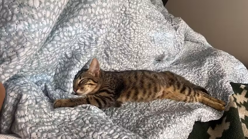 Cl&iacute;nica Veterinaria Freire Sur