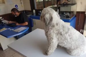 Cl&iacute;nica Veterinaria Gran Avenida