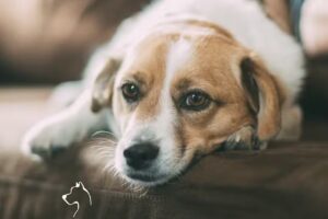 Cl&iacute;nica Veterinaria Inmunovet