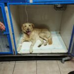 Cl&iacute;nica Veterinaria Kennedy