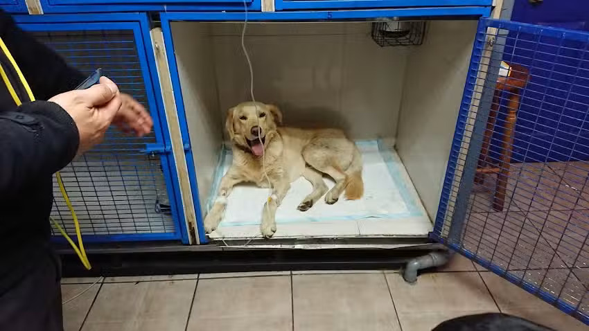 Cl&iacute;nica Veterinaria Kennedy
