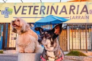 Clinica Veterinaria Larrain &ndash; La Serena
