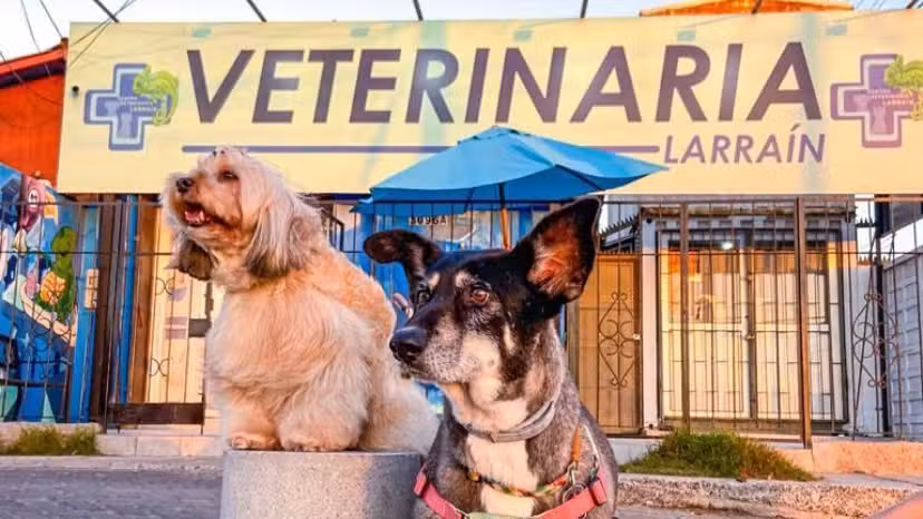 Clinica Veterinaria Larrain &ndash; La Serena