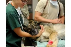 Clínica Veterinaria Las Cabras