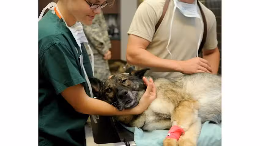 Cl&iacute;nica Veterinaria Las Cabras