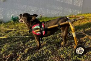 Cl&iacute;nica Veterinaria Las Torcazas