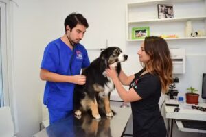 Cl&iacute;nica Veterinaria Macul