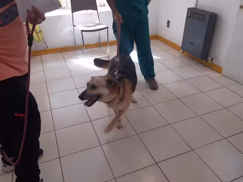 Clinica Veterinaria Maestranza