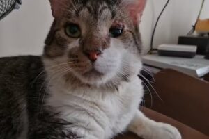 Cl&iacute;nica Veterinaria MauVet