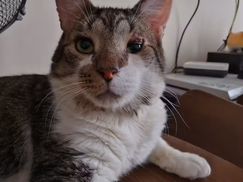 Cl&iacute;nica Veterinaria MauVet