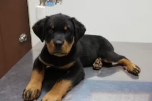 Cl&iacute;nica Veterinaria Morales