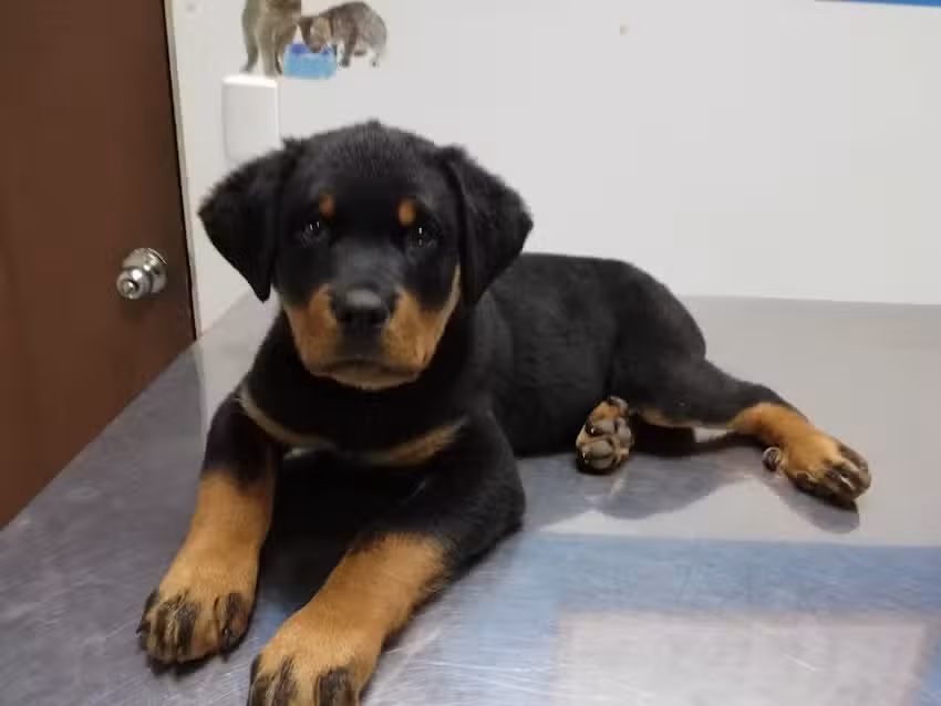 Cl&iacute;nica Veterinaria Morales