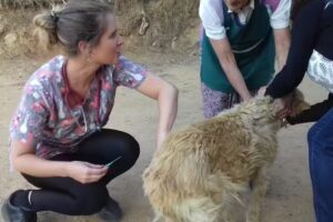 CL&Iacute;NICA VETERINARIA M&Oacute;VIL