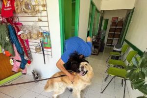 Clinica Veterinaria Nativa