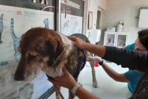 Clinica Veterinaria Noe Limitada