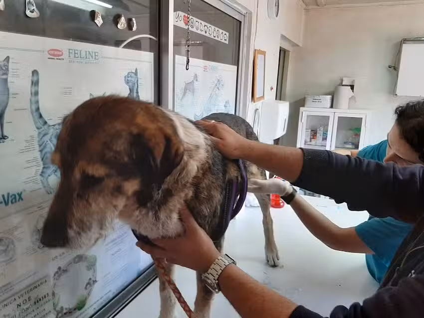 Clinica Veterinaria Noe Limitada