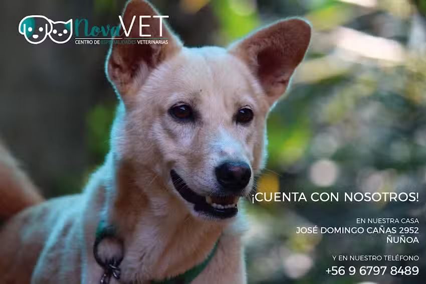 Clinica veterinaria Novavet